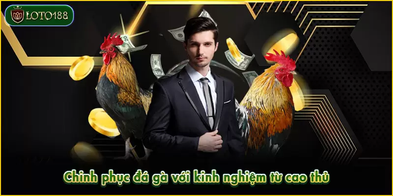 Chinh phục đá gà với kinh nghiệm từ cao thủ