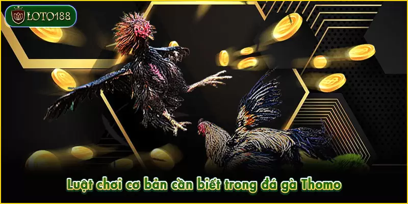 Luật chơi cơ bản cần biết trong đá gà Thomo