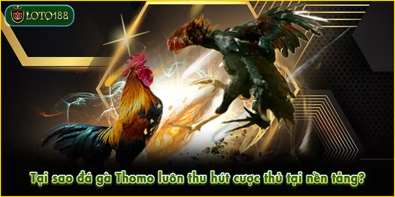Đá gà Thomo mang đến trải nghiệm tối ưu nhất