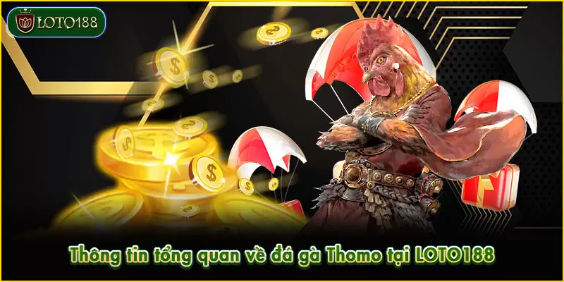 Đá gà Thomo đảm bảo trải nghiệm hấp dẫn